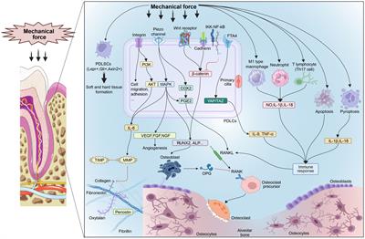 Mechanisms of mechanical force in periodontal homeostasis: a review